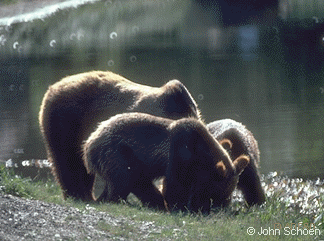 three bears